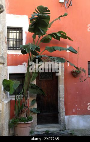 Une grande plante Strelitzia Nicolai en pot par l'entrée d'une maison en Italie Banque D'Images