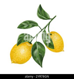 Branche avec des citrons jaunes mûrs et des feuilles vertes isolées sur fond blanc, agrumes. plante tropicale. Illustration aquarelle. Pour les jus Banque D'Images