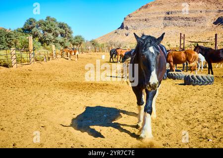Cheval noir et blanc en perspective paysage désert au niveau des yeux Banque D'Images