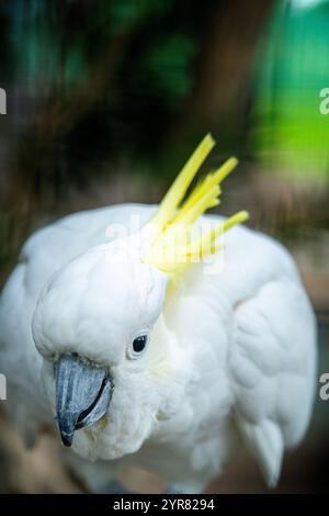 Cacatoès à crête soufrée (Cacatua galerita) penché vers la caméra. Banque D'Images