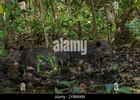 Tapirs de Baird (Tapirus bairdii) vallonnés sur le sol forestier dans le parc national du Corcovado, péninsule d'Osa, Costa Rica. Banque D'Images