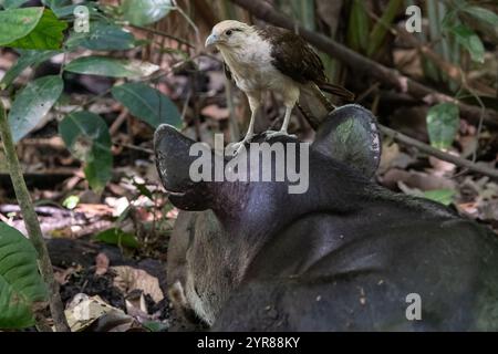 Caracara à tête jaune (Daptrius chimachima) assis sur un tapir de Baird (Tapirus bairdii), l'oiseau ramasse des parasites sur le mammifère vallonné. Banque D'Images