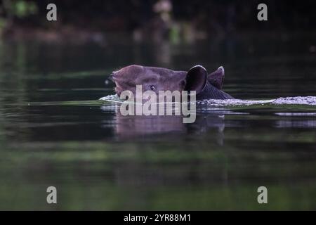 Tapir de Baird (Tapirus bairdii) nageant à travers une rivière dans le parc national du Corcovado, péninsule d'Osa, Costa Rica. Banque D'Images