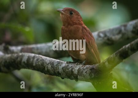 Le piha roux (Lipaugus unirufus) est un oiseau de la forêt tropicale que l'on trouve dans la forêt du centre et du nord de l'Amérique du Sud. Banque D'Images