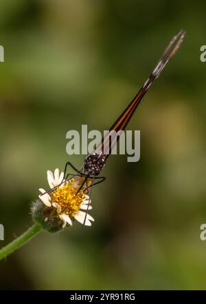 Danaus genutia papillon tigre commun Banque D'Images