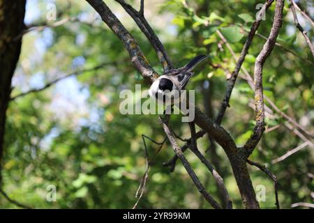 petit oiseau chanté perché sur une branche d'arbre Banque D'Images