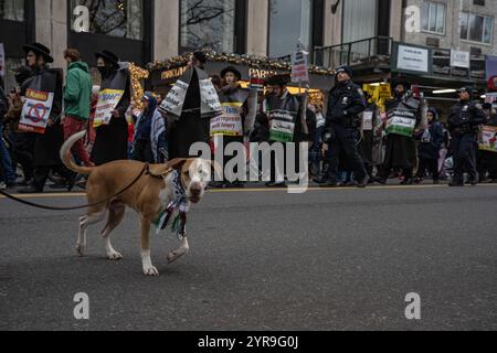 Un chien brun portant un keffiyeh regarde la caméra. Des centaines de manifestants pro-palestiniens se rassemblent à Columbus Circle pour la "Journée internationale de solidarité pour le peuple palestinien" à New York. Banque D'Images