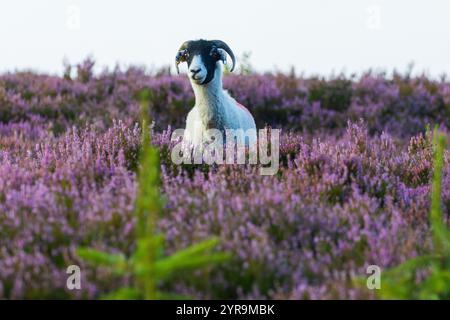 Moutons sur landes entourés à Heather, comté de Durham, Angleterre, Royaume-Uni. Banque D'Images