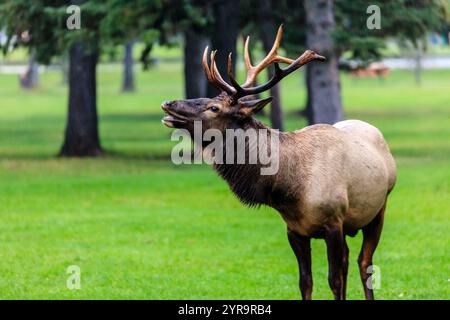 Un grand cerf se tient dans un champ herbeux, sa tête tenue haute et ses bois visibles. La scène est paisible et sereine, avec le cerf apparemment jouissant Banque D'Images