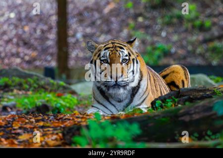 Un tigre regardant directement dans la caméra Banque D'Images