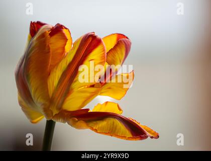 Tulipe perroquet rouge et jaune, vue de côté. Tête de tulipe de perroquet arc-en-ciel. Tulipe perroquet à foyer sélectif. Fond de fleur coloré. Banque D'Images