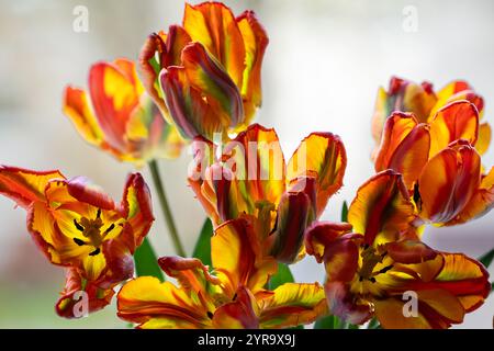 Bouquet printanier de tulipes de perroquets. Fond floral. Bouquet de tulipes de style perroquet, concept de vacances de printemps, fond d'art. Banque D'Images