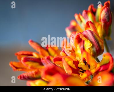 Bouquet printanier de tulipes de perroquets. Fond floral. Bouquet de tulipes de style perroquet, concept de vacances de printemps, fond d'art. Banque D'Images
