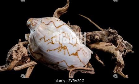 Un magnifique coquillage de Cymbiola nobilis, orné de motifs bruns complexes, repose gracieusement sur un morceau de bois flotté altéré sur un fond noir Banque D'Images