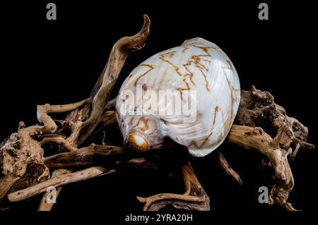 Un magnifique coquillage de Cymbiola nobilis, orné de motifs bruns complexes, repose gracieusement sur un morceau de bois flotté altéré sur un fond noir Banque D'Images