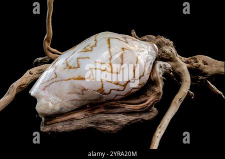 Un magnifique coquillage de Cymbiola nobilis, orné de motifs bruns complexes, repose gracieusement sur un morceau de bois flotté altéré sur un fond noir Banque D'Images