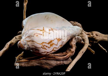 Un magnifique coquillage de Cymbiola nobilis, orné de motifs bruns complexes, repose gracieusement sur un morceau de bois flotté altéré sur un fond noir Banque D'Images