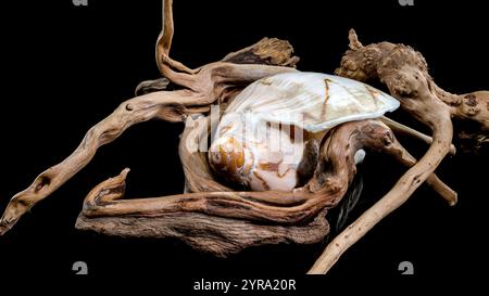 Un magnifique coquillage de Cymbiola nobilis, orné de motifs bruns complexes, repose gracieusement sur un morceau de bois flotté altéré sur un fond noir Banque D'Images