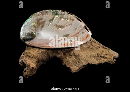 Une vue intérieure lumineuse de la coquille Haliotis asinina mettant en valeur sa nacre irisée et ses perforations naturelles. Élégamment placé sur du bois flotté texturé, Banque D'Images