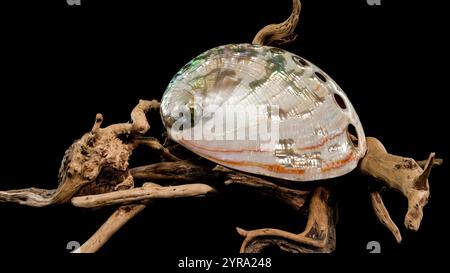 Une vue intérieure lumineuse de la coquille Haliotis asinina mettant en valeur sa nacre irisée et ses perforations naturelles. Élégamment placé sur du bois flotté texturé, Banque D'Images