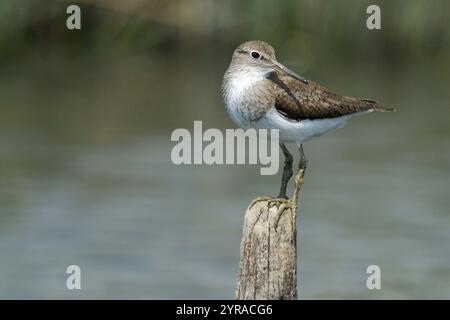 Oiseau, piqueur de sable commun (Actitis hypoleucos) perché sur un morceau de bois *** légende locale *** Banque D'Images