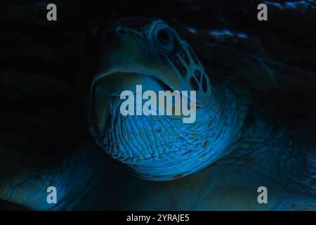 Le plan détaillé met en évidence sa coquille tachetée et son mouvement paisible dans son habitat naturel. Une grande tortue de mer glissant à travers le bleu limpide Banque D'Images