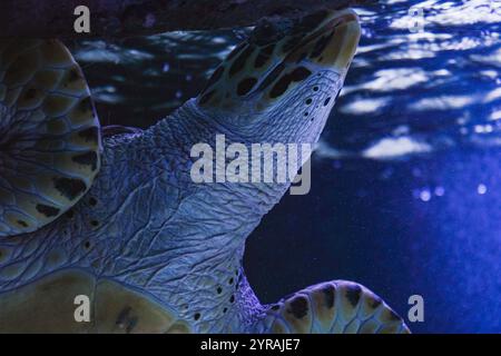 Une grande tortue de mer glissant à travers la mer bleue cristalline. La photo détaillée met en valeur sa coquille tachetée et son mouvement paisible dans son hab naturel Banque D'Images