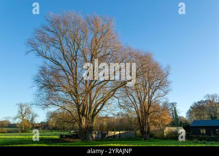 Saule crack sans feuilles, Salix fragilis, arbres dans les prairies humides de plaine d'hiver, Shottisham, Suffolk, Angleterre, Royaume-Uni Banque D'Images