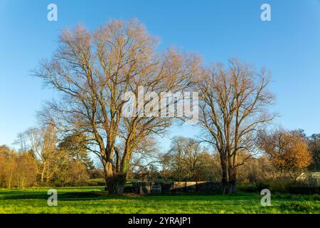 Saule crack sans feuilles, Salix fragilis, arbres dans les prairies humides de plaine d'hiver, Shottisham, Suffolk, Angleterre, Royaume-Uni Banque D'Images