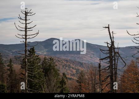 Hochlagen im Bayerischen Wald, haute altitude dans la forêt bavaroise Banque D'Images