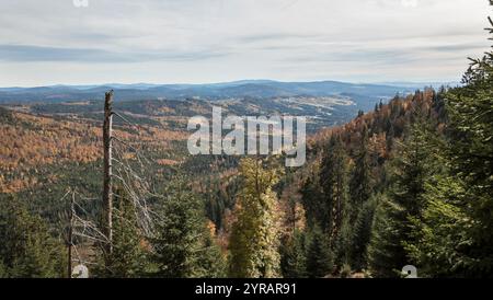 Hochlagen im Bayerischen Wald, haute altitude dans la forêt bavaroise Banque D'Images