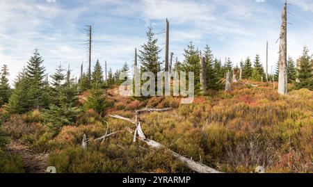 Hochlagen im Bayerischen Wald, haute altitude dans la forêt bavaroise Banque D'Images
