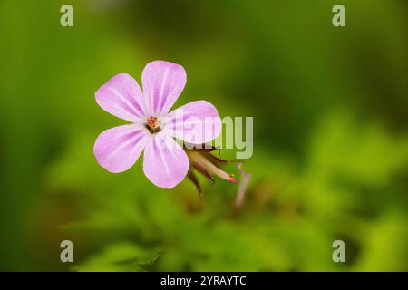 Herb Robert, Geranium robertianum, poussant dans un jardin sauvage, Monmouthshire. Image empilée de mise au point. Banque D'Images