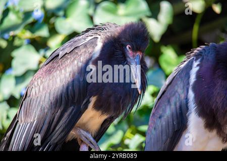 Nahaufnahme von einem Abdimstorch bzw. Regenstorch *** gros plan d'une cigogne Abdims ou d'une cigogne de pluie Copyright : xUdoxHerrmannx Banque D'Images