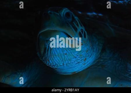 Le plan détaillé met en évidence sa coquille tachetée et son mouvement paisible dans son habitat naturel. Une grande tortue de mer glissant à travers le bleu limpide Banque D'Images