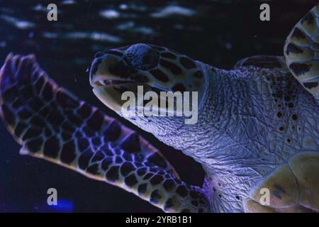 Une grande tortue de mer glissant à travers la mer bleue cristalline. La prise de vue détaillée met en valeur sa coque tachetée et son mouvement paisible dans son naturel Banque D'Images