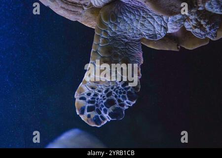 Une grande tortue de mer glissant à travers la mer bleue cristalline. La prise de vue détaillée met en valeur sa coque tachetée et son mouvement paisible dans son naturel Banque D'Images