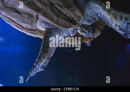 Une grande tortue de mer glissant à travers la mer bleue cristalline. La prise de vue détaillée met en valeur sa coque tachetée et son mouvement paisible dans son naturel Banque D'Images