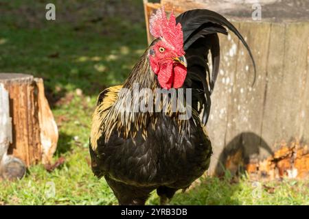 Coq yourlov chanteur. Race dit de russie Banque D'Images