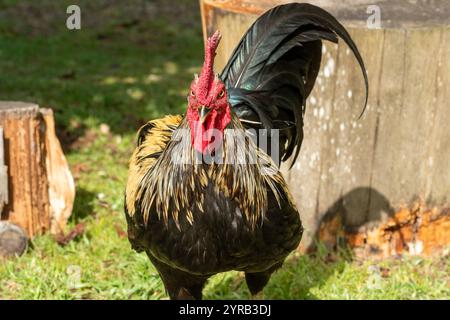 Coq yourlov chanteur. Race dit de russie Banque D'Images