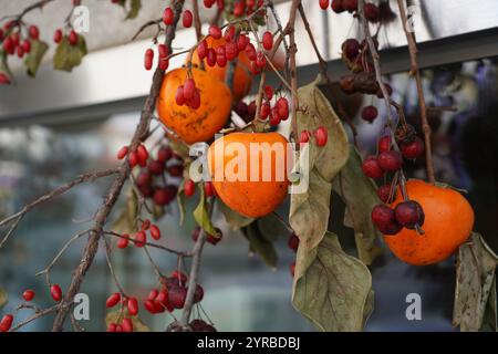 Un paysage rural coréen avec le séchage des kakis Banque D'Images