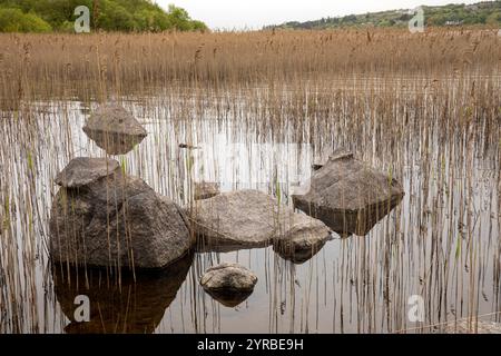 Irlande, comté de Mayo, Pontoon, Lough Conn Shore Banque D'Images