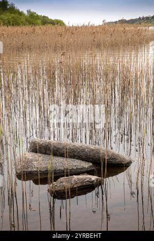 Irlande, comté de Mayo, Pontoon, Lough Conn Shore Banque D'Images