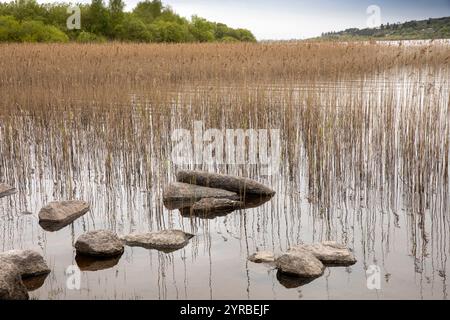 Irlande, comté de Mayo, Pontoon, Lough Conn Shore Banque D'Images