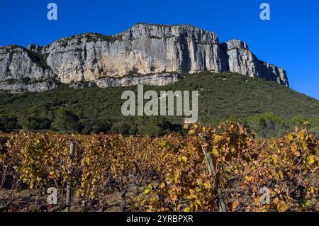 Automne : vignobles sous la falaise Hortus. Coteaux du Languedoc - pic Saint-Loup. Près de Saint-Mathieu de Treviers. Occitanie, France Banque D'Images