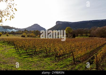 Automne : vignobles sous la falaise Hortus. Coteaux du Languedoc - pic Saint-Loup. Près de Saint-Mathieu de Treviers. Occitanie, France Banque D'Images