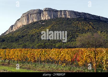 Automne : vignobles sous la falaise Hortus. Coteaux du Languedoc - pic Saint-Loup. Près de Saint-Mathieu de Treviers. Occitanie, France Banque D'Images