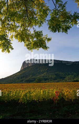 Automne : vignobles sous la falaise Hortus. Coteaux du Languedoc - pic Saint-Loup. Près de Saint-Mathieu de Treviers. Occitanie, France Banque D'Images