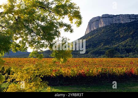 Automne : vignobles sous la falaise Hortus. Coteaux du Languedoc - pic Saint-Loup. Près de Saint-Mathieu de Treviers. Occitanie, France Banque D'Images