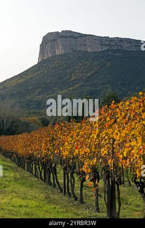 Automne : vignobles sous la falaise Hortus. Coteaux du Languedoc - pic Saint-Loup. Près de Saint-Mathieu de Treviers. Occitanie, France Banque D'Images